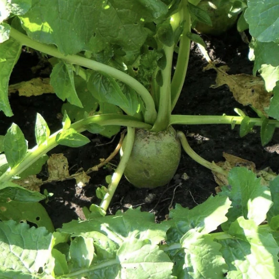 редька редька 1.jpg