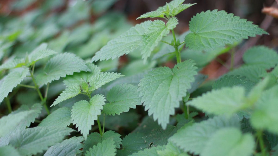 Травы на Купалу 5.jpeg