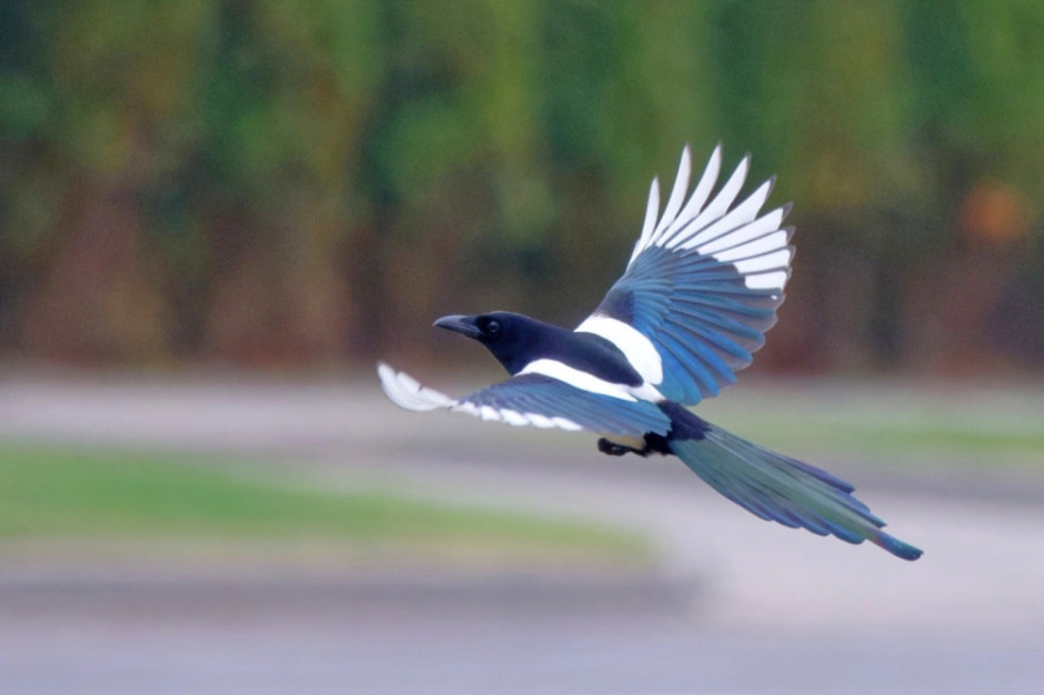 Врановые птицы Беларуси 9.jpg