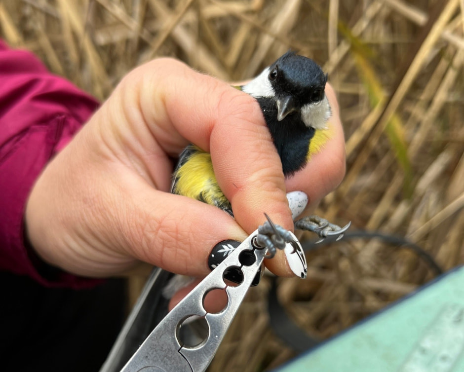 Мать барсуков 9.jpg