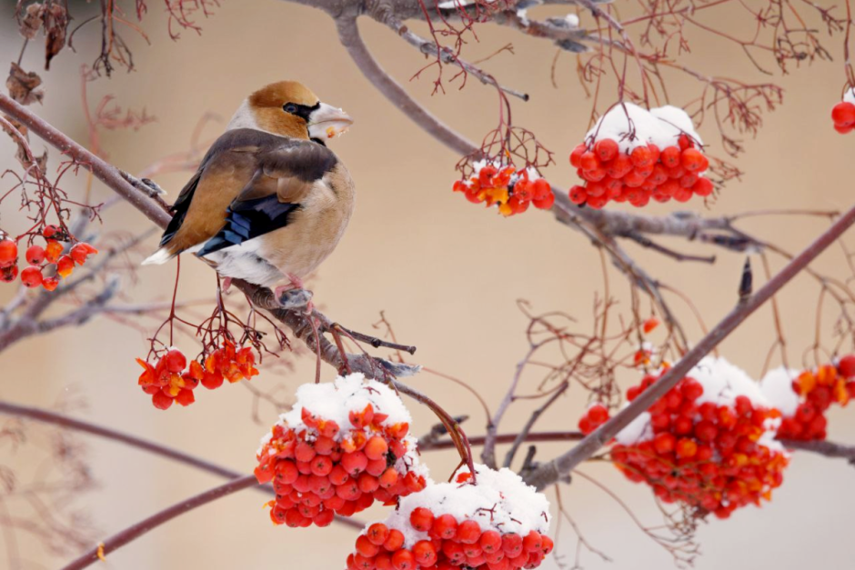 Фотограф дикой природы Инна Шкурко 2_Дубонос.png