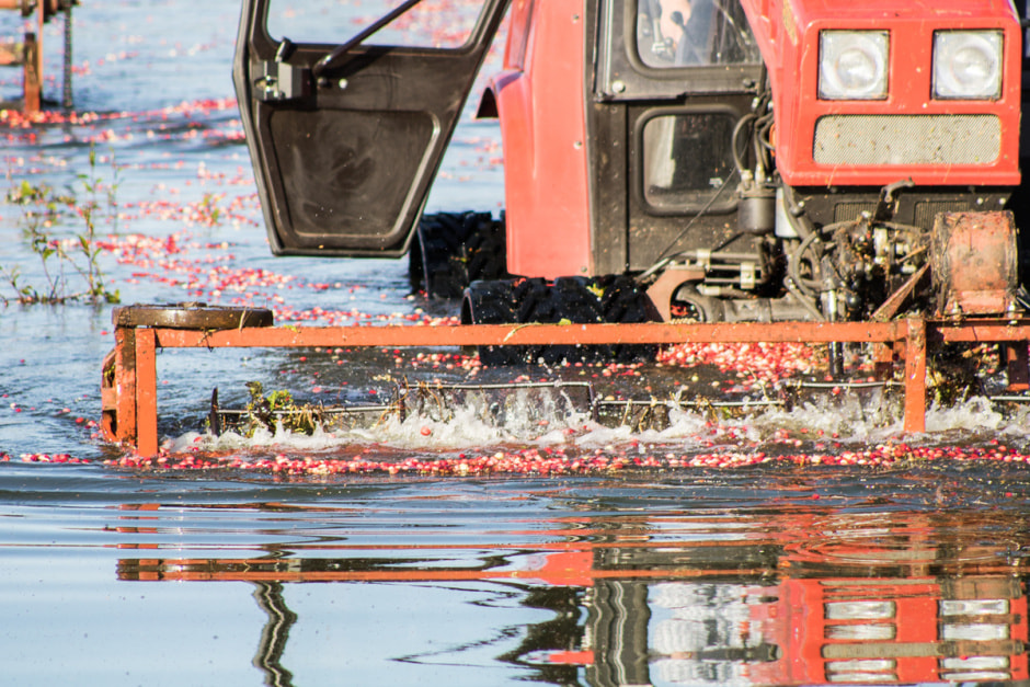 Полесские журавины 2.jpg