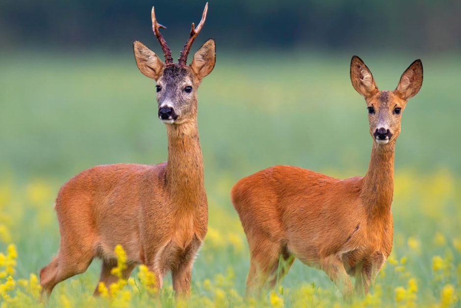 Европейская косуля в Беларуси 2.jpg