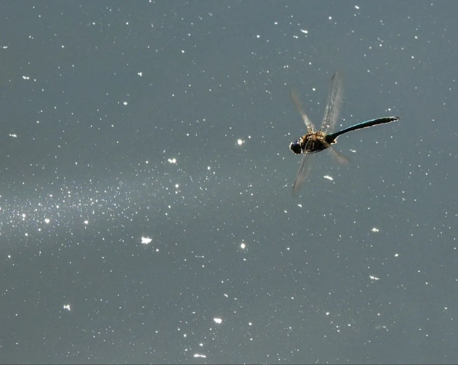 Дикая природа 3.jpg Дикая природа 3.jpg