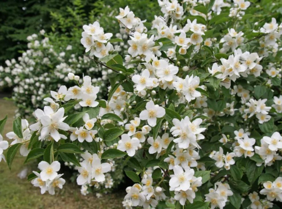 кустарник 3.jpg