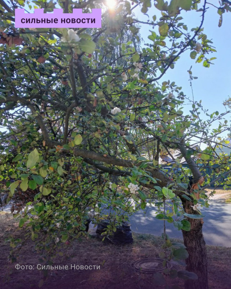 Яблоня зацвела Гомель2.jpg