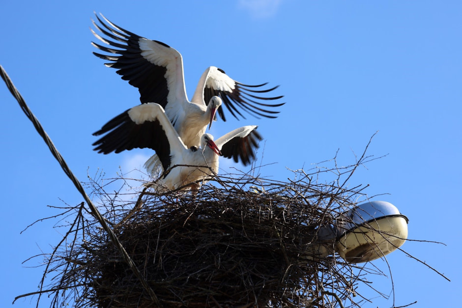 Аисты в деревне Малешев 2.jpg