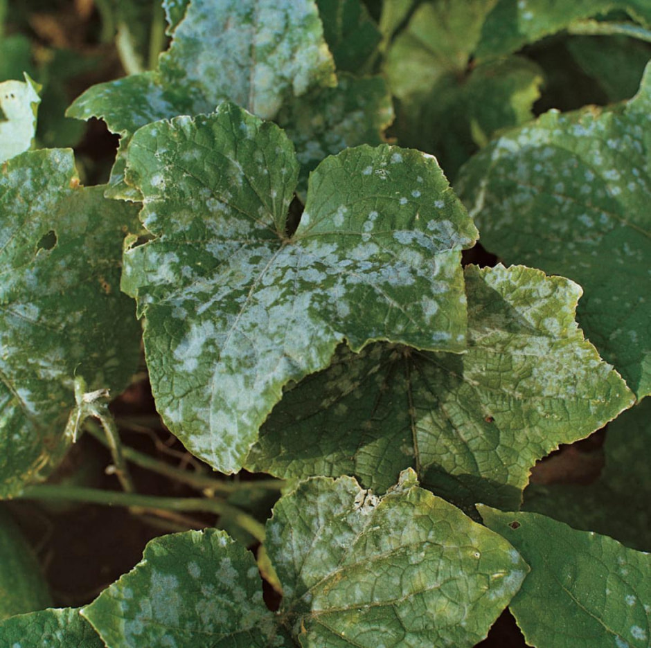 мучнистая роса.jpeg