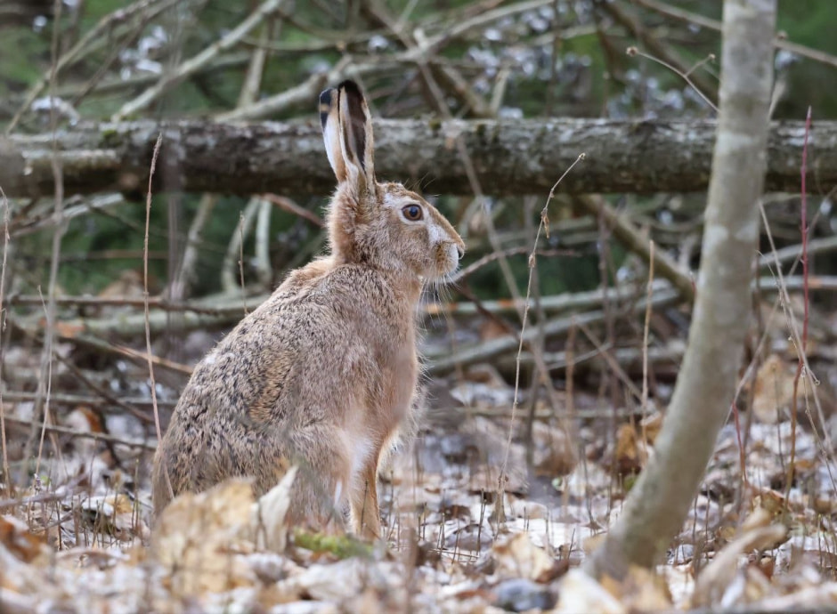 Заяц-беляк 5.jpg