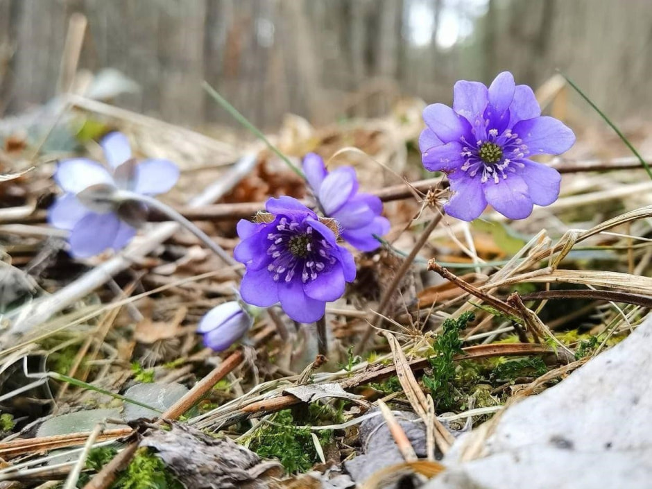 Первоцветы 5_Печеночница.jpg