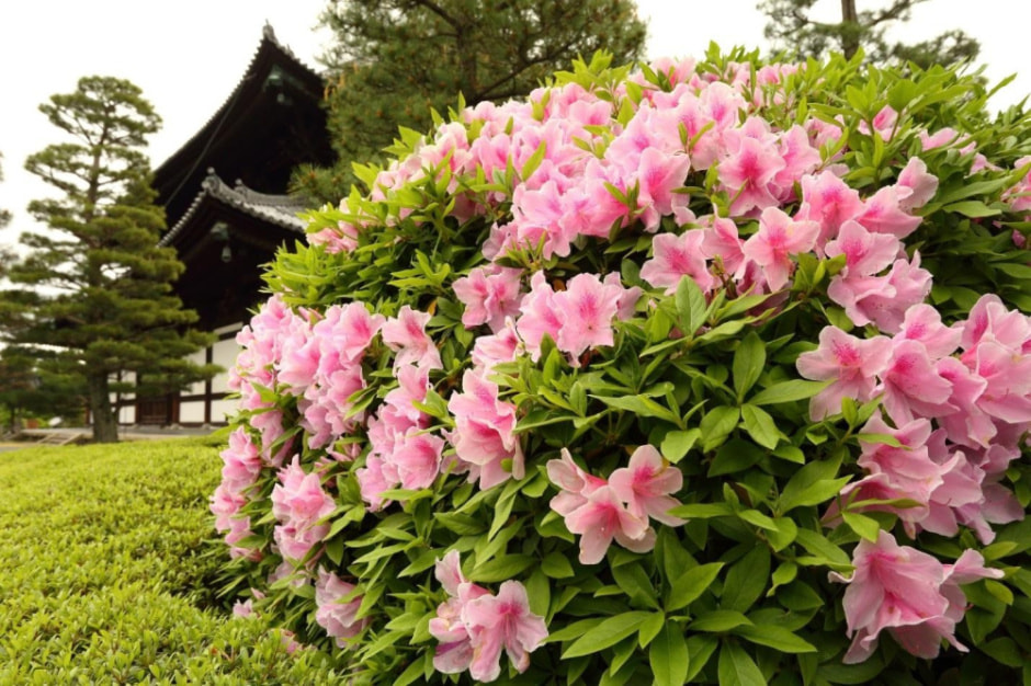 Садим рододендрон 1.jpg