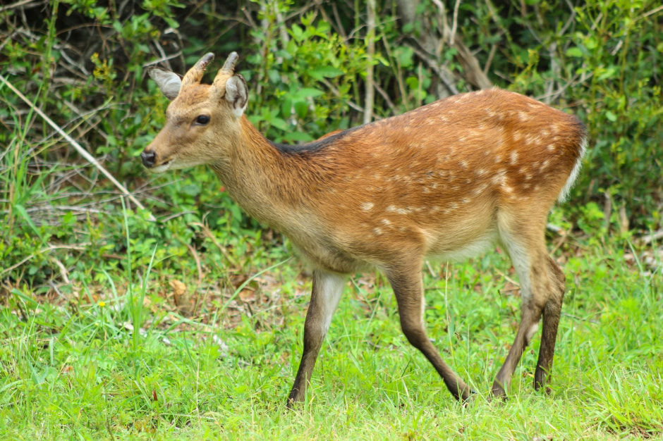 Пятнистый олень 2.jpg