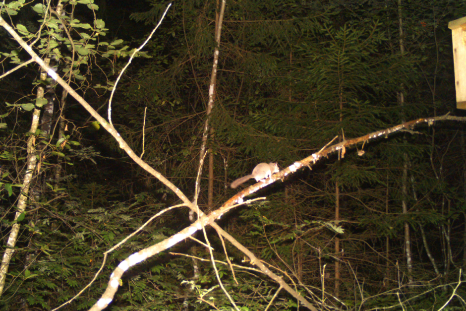 Соня-полчок 7.png