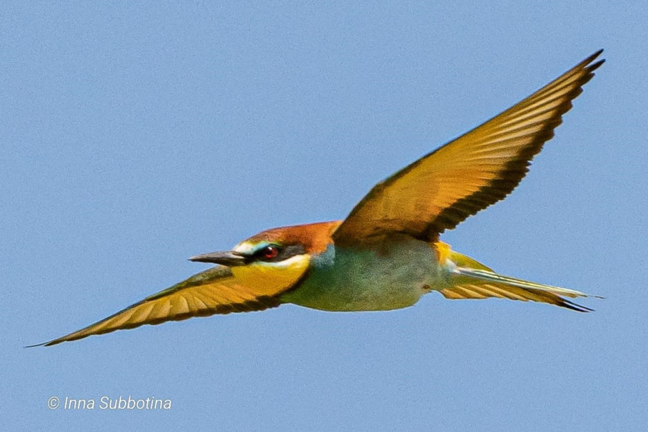 Золотистая щурка 3.jpg Золотистая щурка 3.jpg