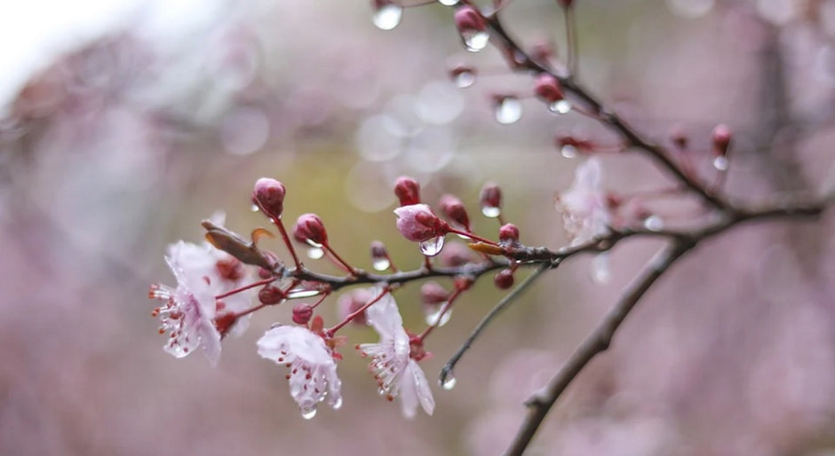 Дождь Дождь