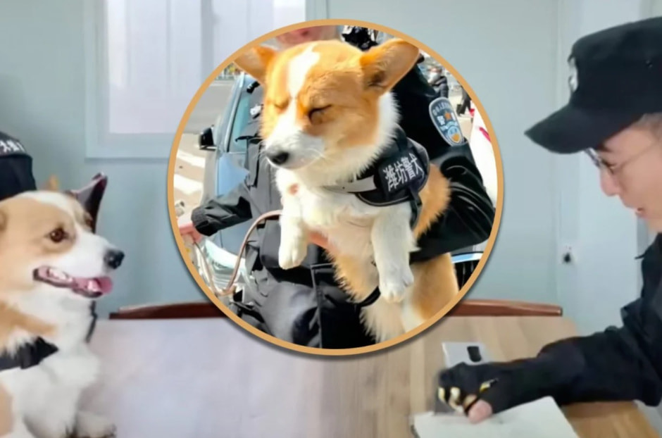 корги лишили премии.jpg корги лишили премии.jpg