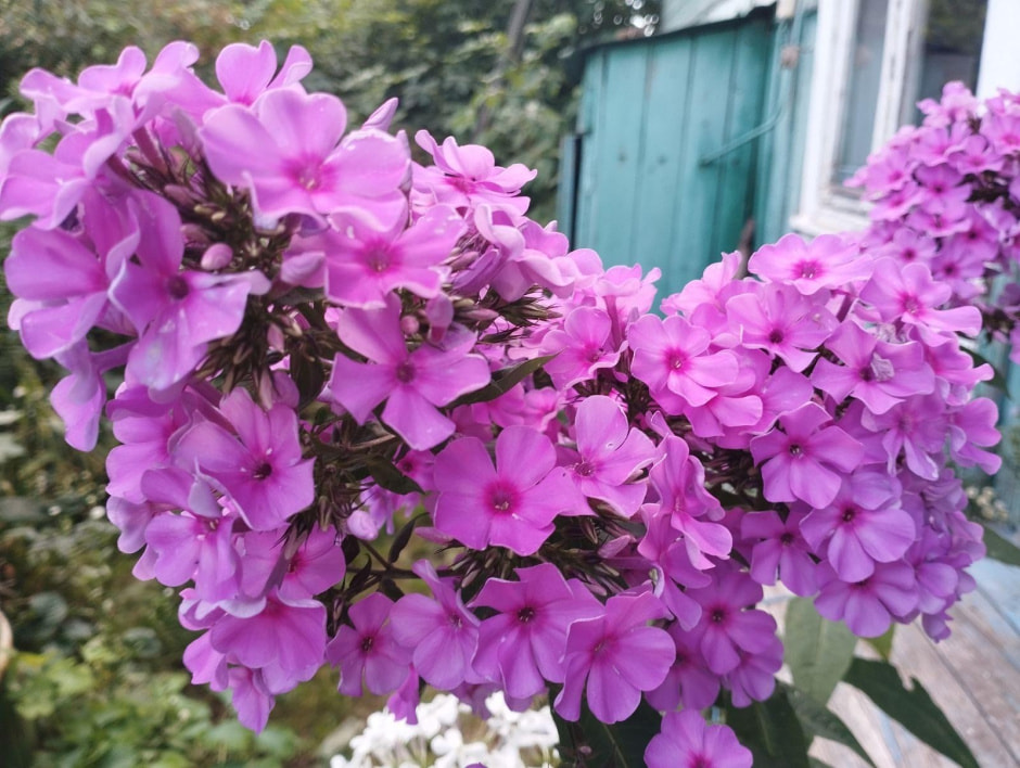 флоксы