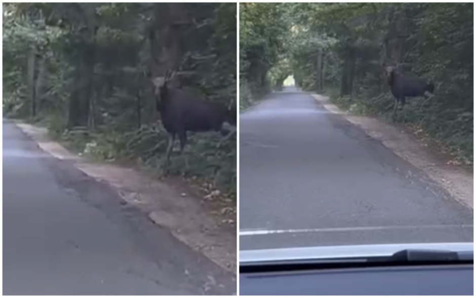 В деревне Ходаково под Минском бродит лось — жители предупреждают друг друга в чате.jpg