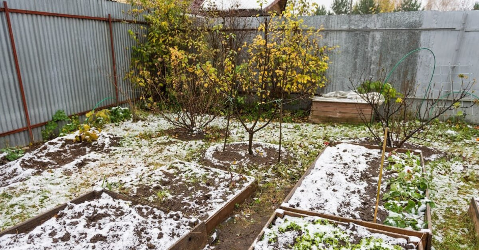 заморозки на участке заморозки на участке