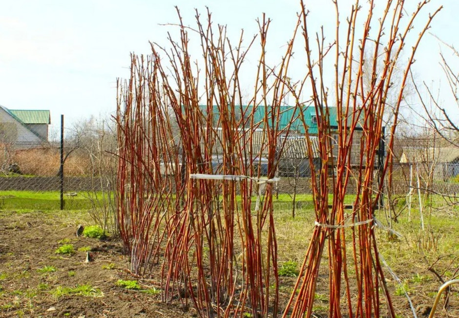 Обвязка кустарников 1.jpg Обвязка кустарников 1.jpg