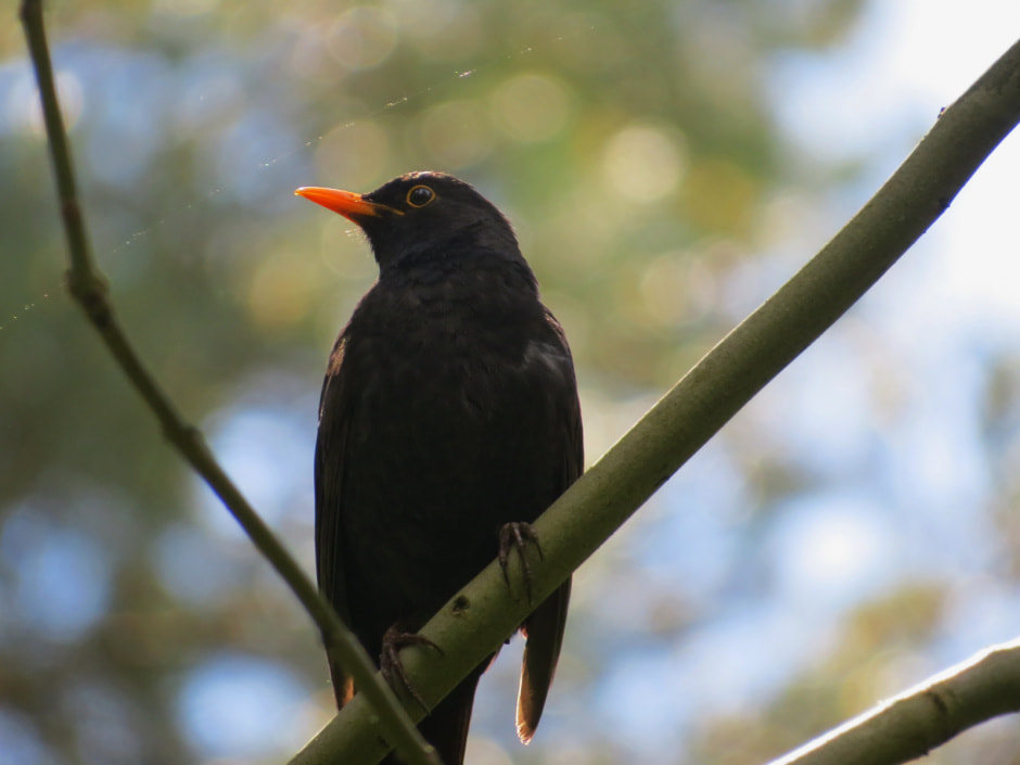 черный дрозд самец.JPG