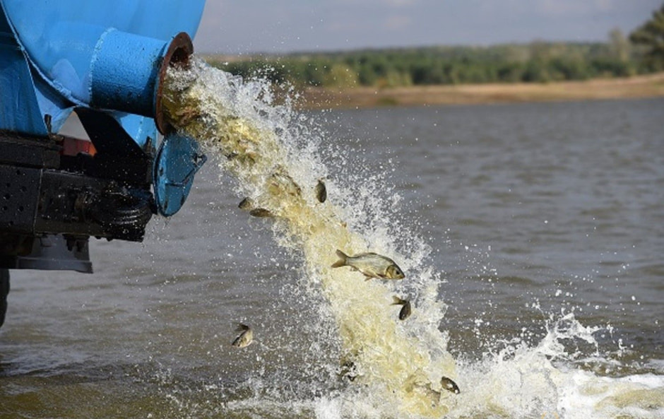 Зарыбление серебряный карась 