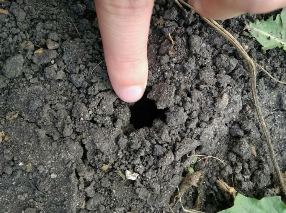 сад-огород3.jpg сад-огород3.jpg