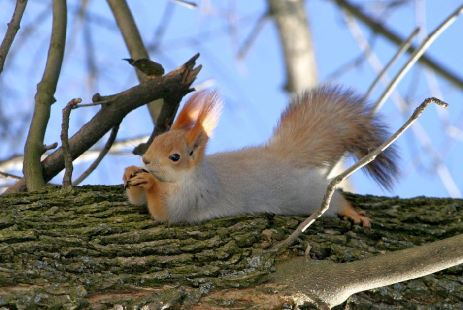 Тонкости фотоохоты от Сергея Плыткевича 15.jpg