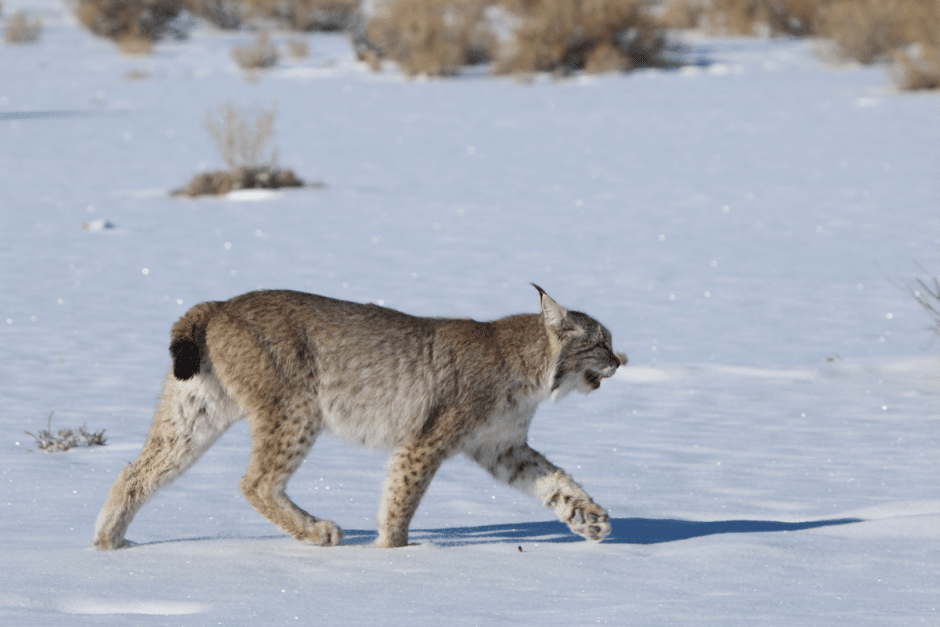 Чем знаменита рысь 6.png