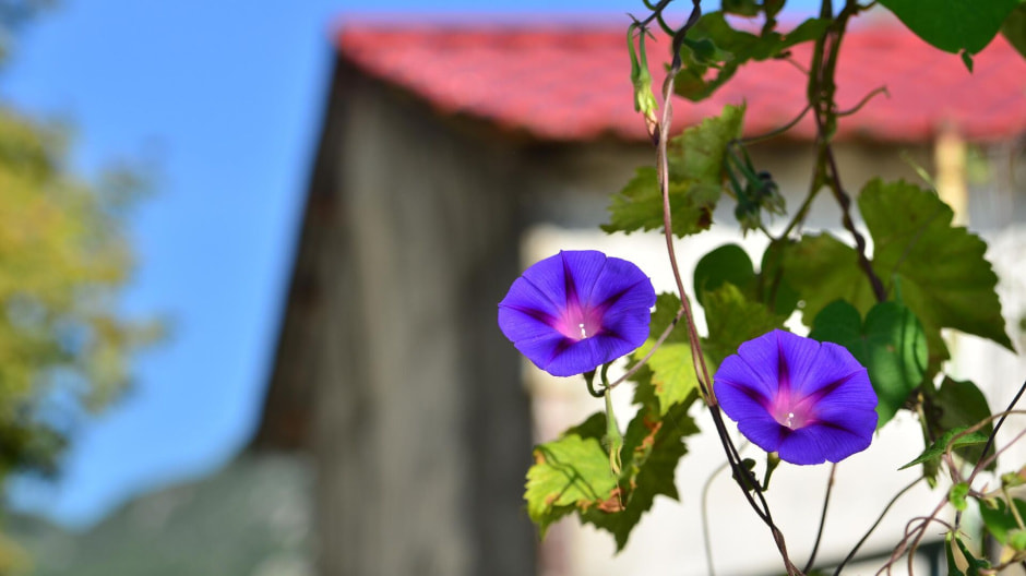 Ипомея трехцветная.jpg