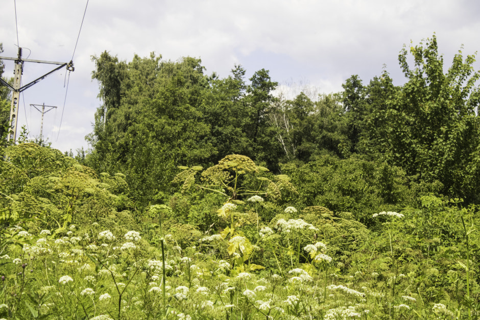 Борщевик plant_invertebrate.jpg