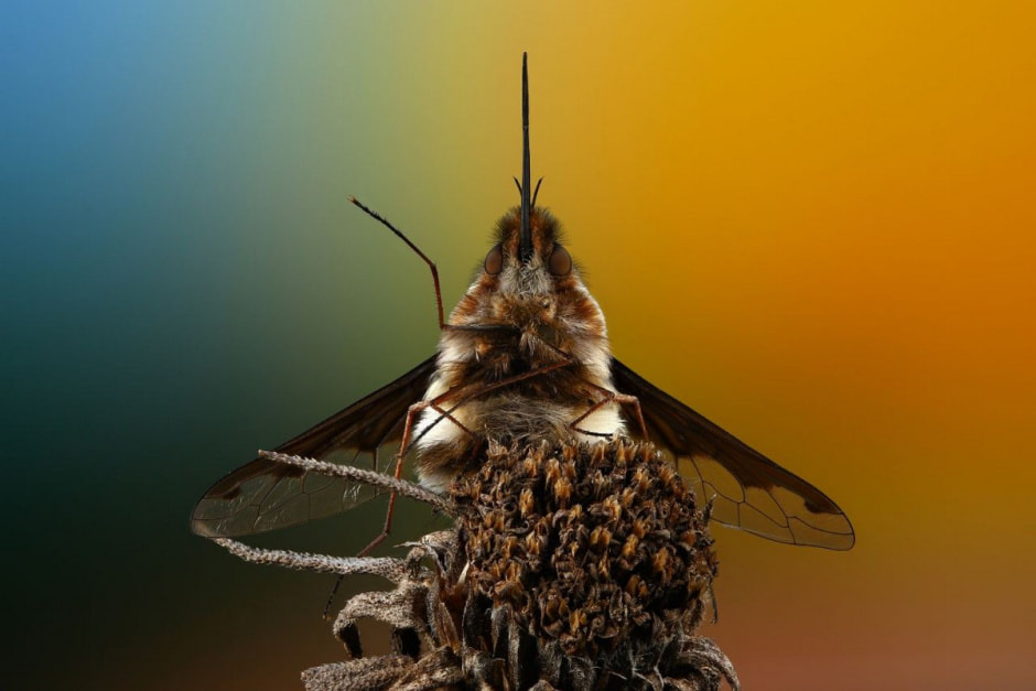 Фотограф насекомых 5.jpg