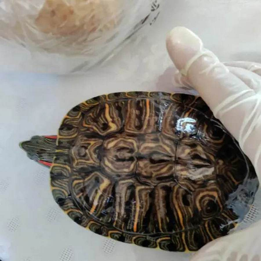 Фотомарафон Смартпресс домашние животные 1.jpg Фотомарафон Смартпресс домашние животные 1.jpg