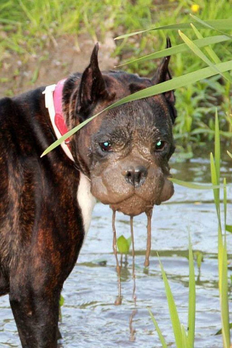 Фотомарафон Смартпресс домашние животные 6.jpg Фотомарафон Смартпресс домашние животные 6.jpg