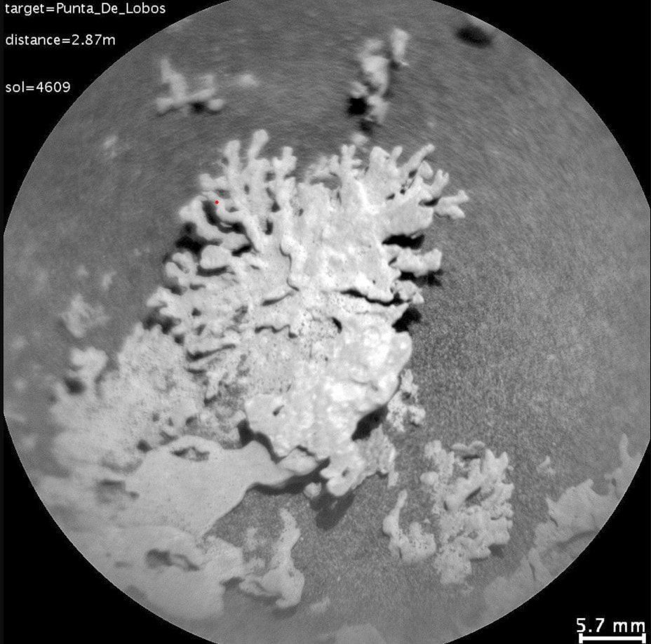 Кораллы на Марсе 