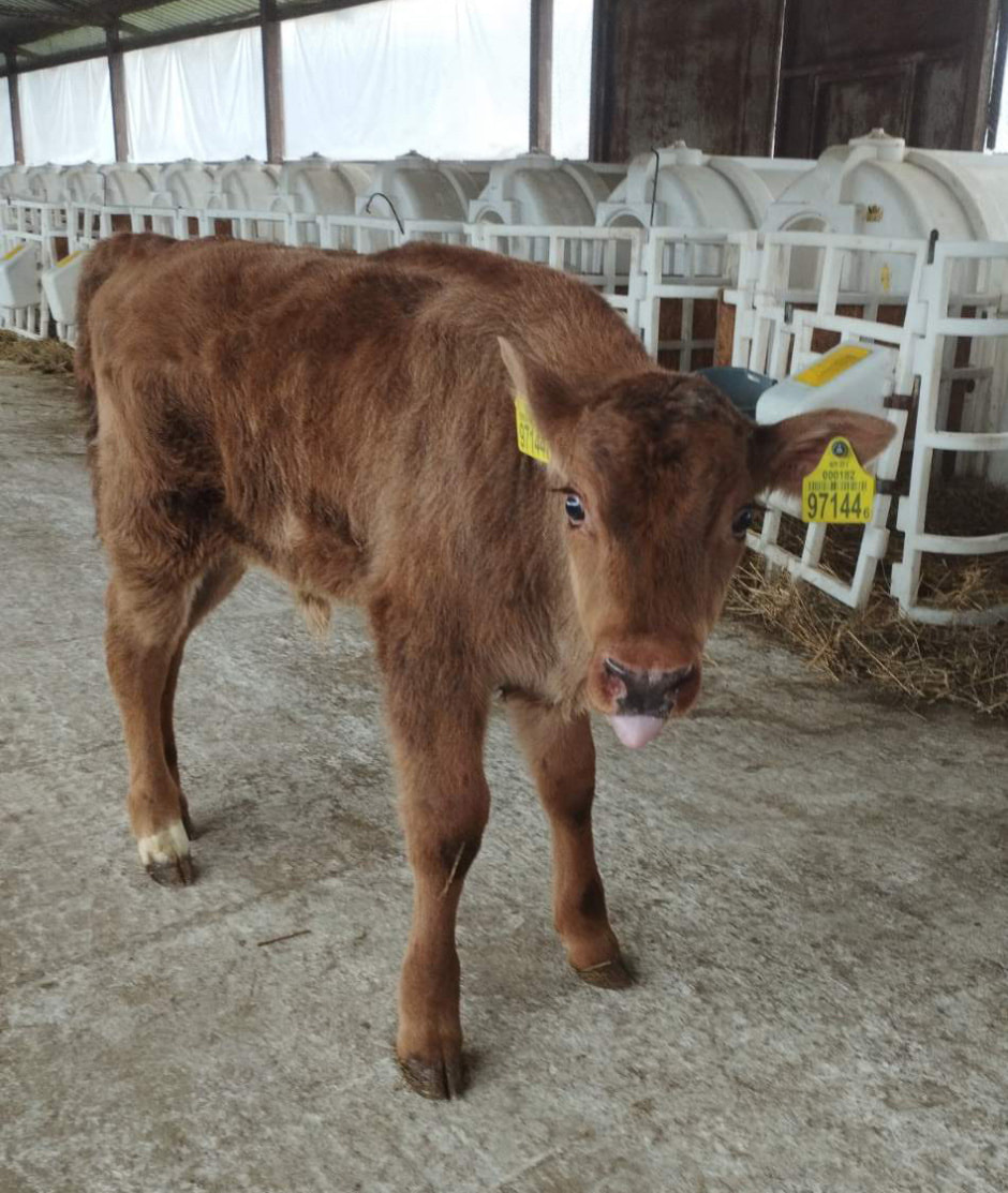 Корова родила от зубра