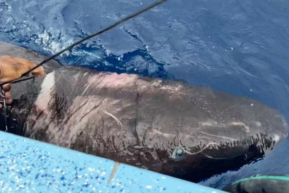 Древняя акула.jpg