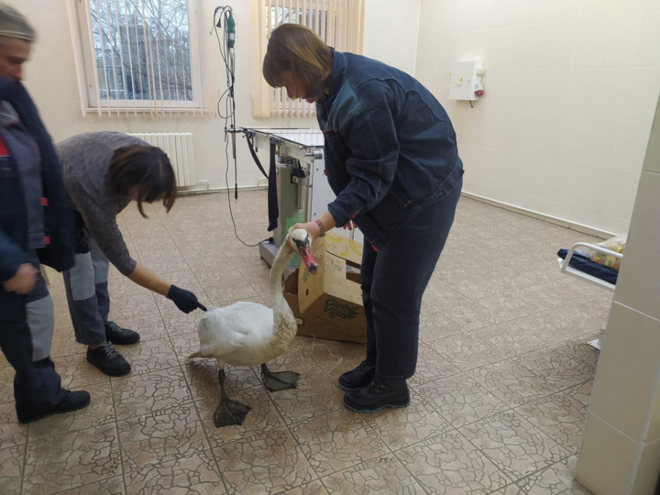 спасение аиста2.jpg