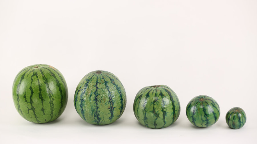 watermelon.jpg watermelon.jpg