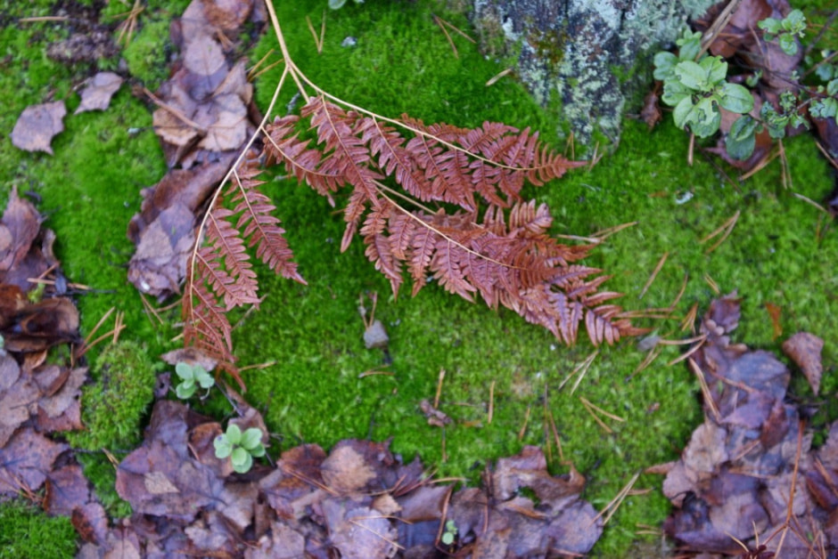 Проводник по болоту Кася 14.jpg