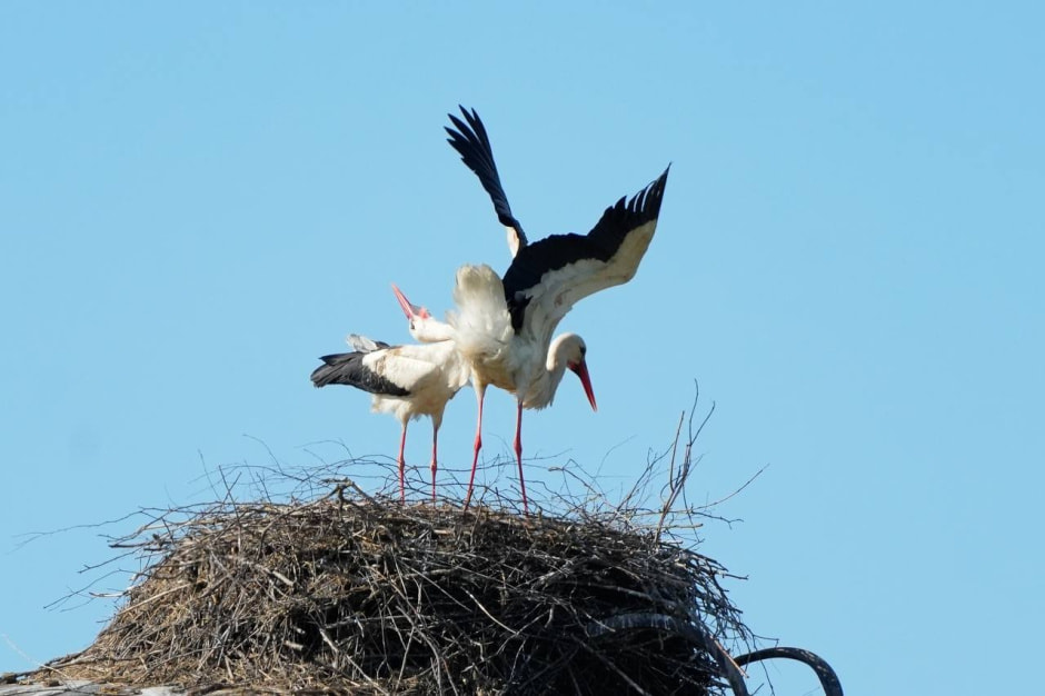 Белый аист Шугалевская