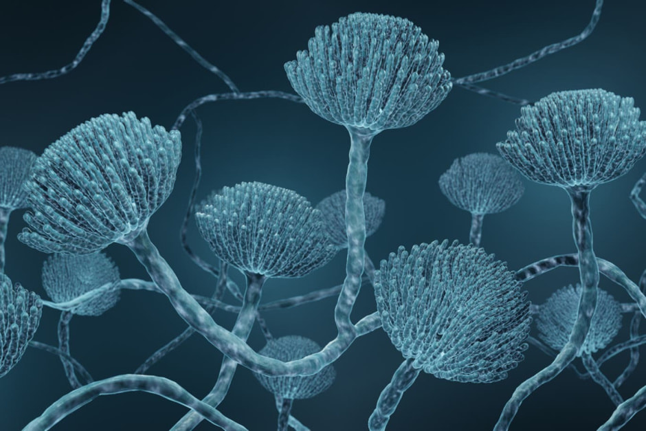 Опасный грибок