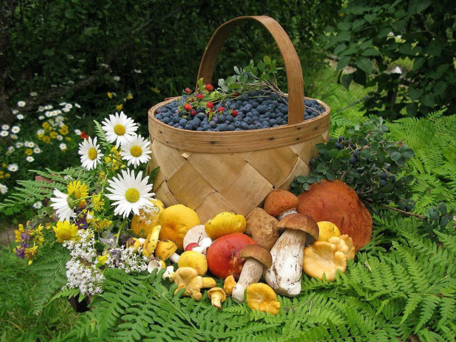 Как правильно собирать грибы и ягоды, чтобы не нарваться на штраф — напомнили в Минлесхозе.jpg