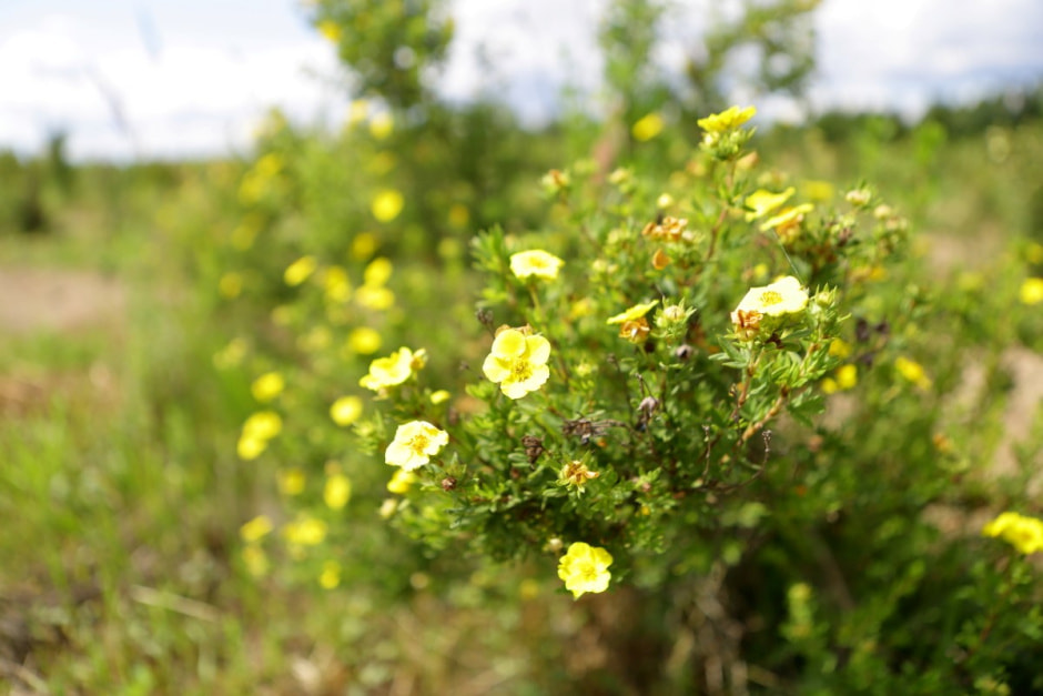 Фиточаи Калина 6.jpg