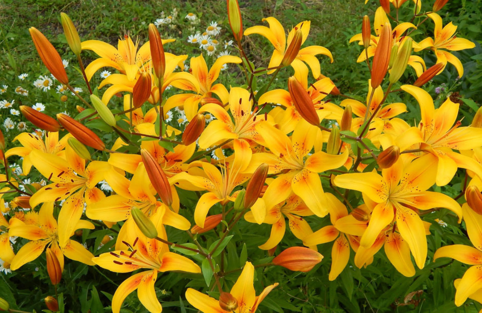 Садоводы-аллергики 3.jpg