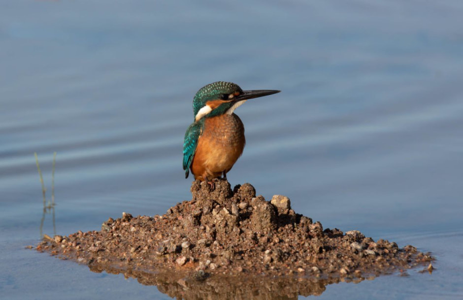 Владимир Пакалевич зимородок.jpg