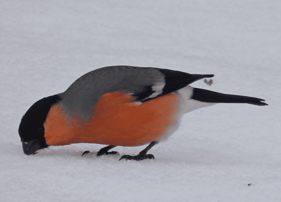 Почему птицы возвращаются в Беларусь зимой 5_Снегирь.png