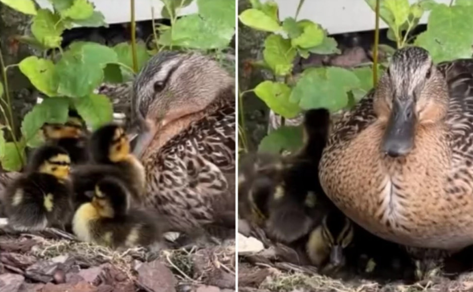 Кряква и дети .jpg