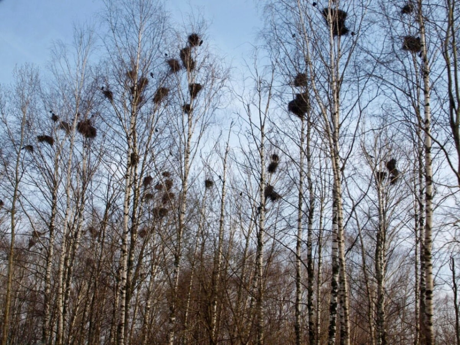 Врановые птицы Беларуси 17.jpg