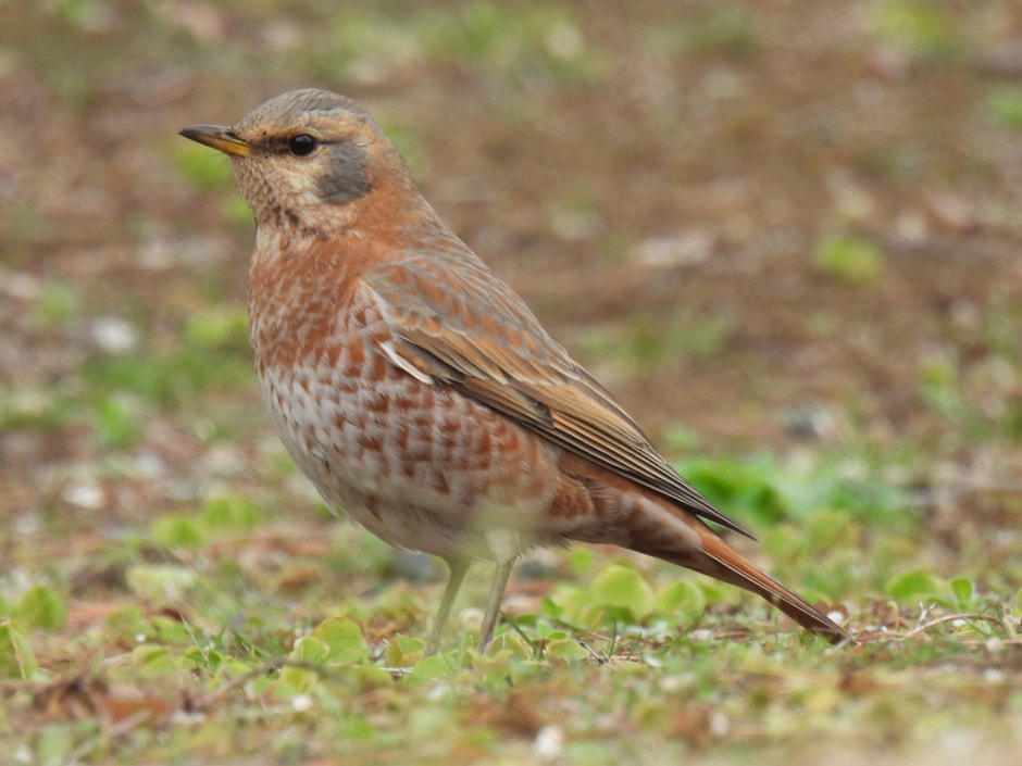 дрозд рыжий.jpg